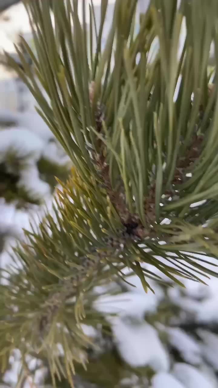 Превью видео № 1 ЖК «Солнечный бульвар»