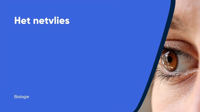 Het netvlies