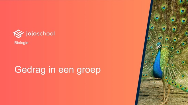 Gedrag in een groep