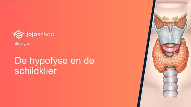 De hypofyse en de schildklier