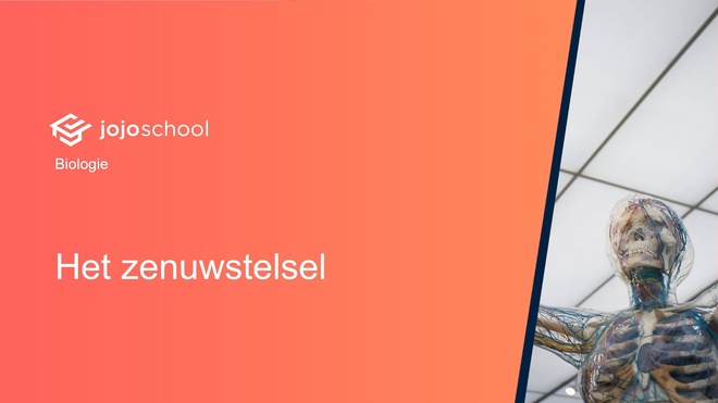 Het zenuwstelsel