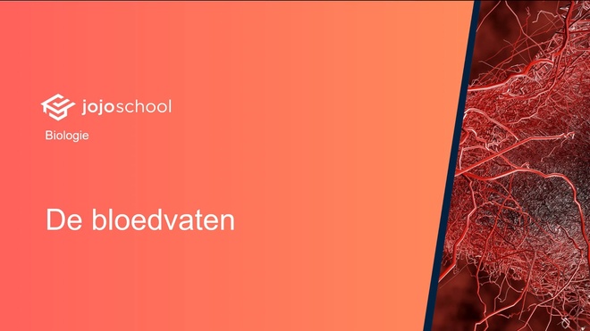 De bloedvaten