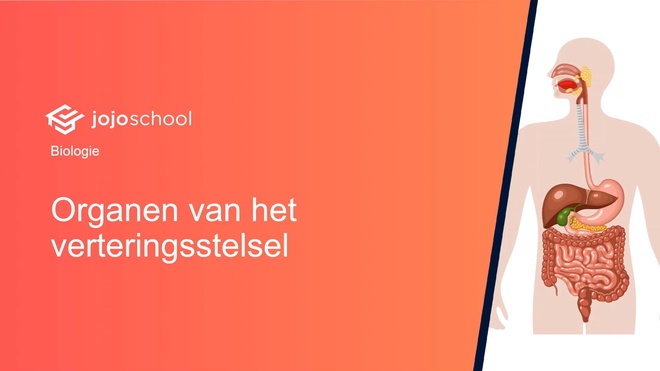 De organen van het verteringsselsel