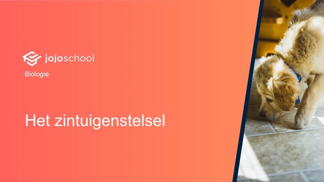 Het zintuigstelsel