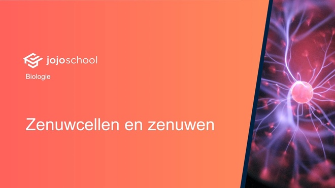 Zenuwcellen en zenuwen