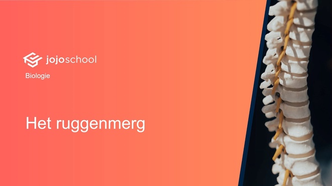 Het ruggenmerg