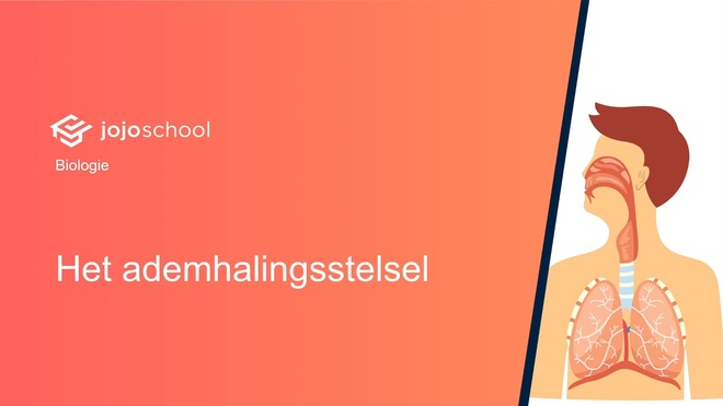 Het ademhalingsstelsel