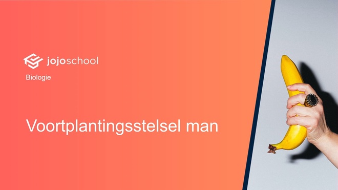 Voortplantingsstelsel man