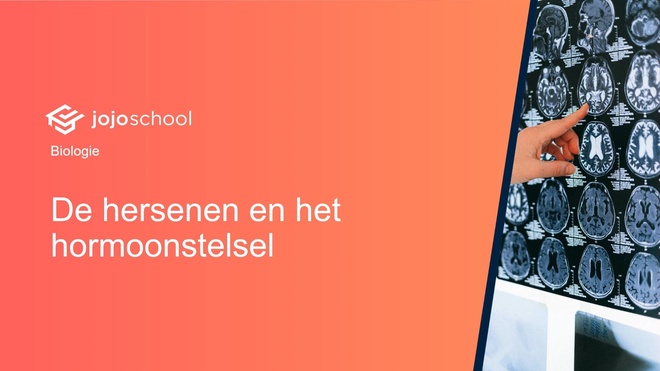De hersenen en het hormoonstelsel