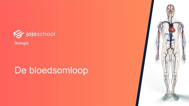 De bloedsomloop