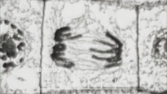 The.Big.Bang.Theory.S12E10