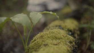 Anne.with.an.E.S03E05
